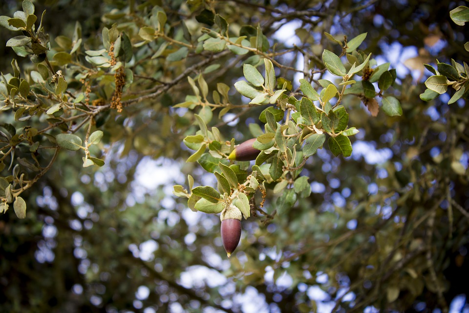 La Carrasca, árbol de la protección. Kyreo