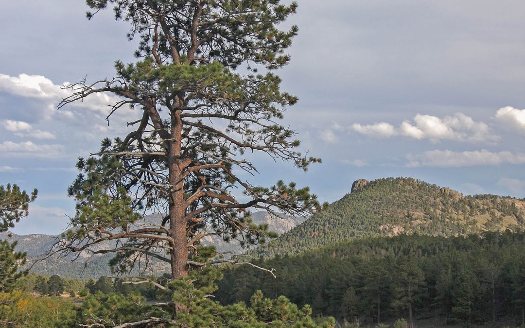 El Pino, símbolo de regeneración. Kyreo