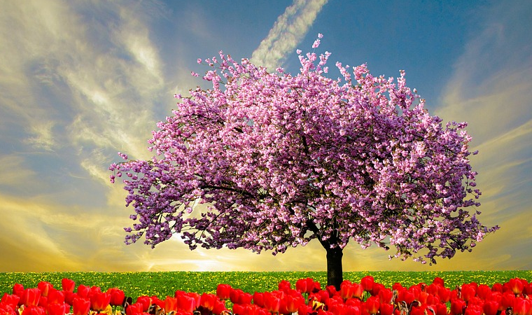 El almendro, árbol de la primavera Kyreo