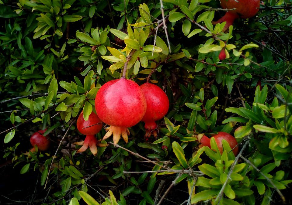 El granado, árbol de  la fertilidad y la belleza