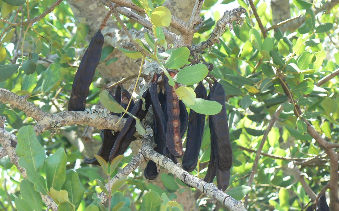 El algarrobo, árbol del “chocolate”