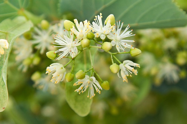 Tilo, árbol de la serenidad