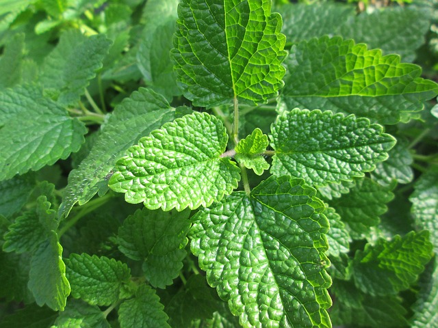 La melisa, una planta para mejorar el estado de ánimo