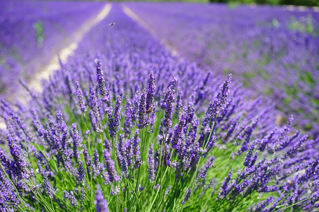 Propiedades y leyendas de la lavanda - Terapias Alternativas