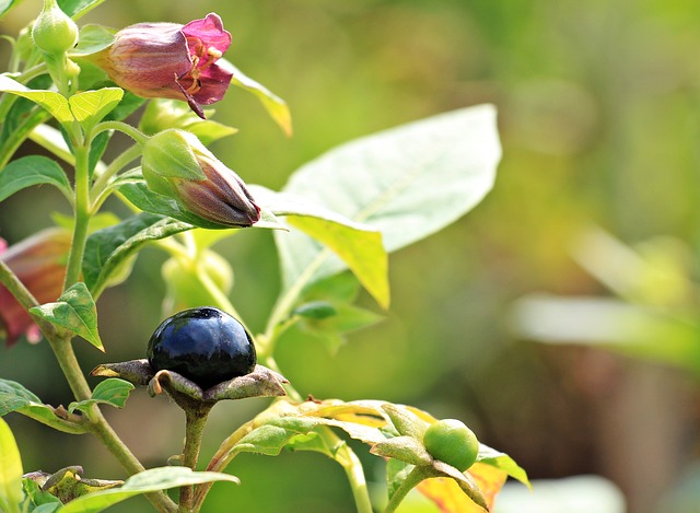 Propiedades y leyendas de la Belladonna Kyreo