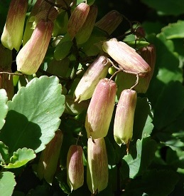 Propiedades y leyendas del Kalanchoe Kyreo